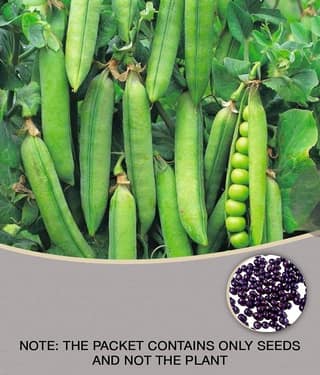 F1 Hybrid Peas Vegetable Seeds ( 25 Seeds)