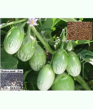 homeagro- Brinjal Vegetable Seeds (Pack of 100)