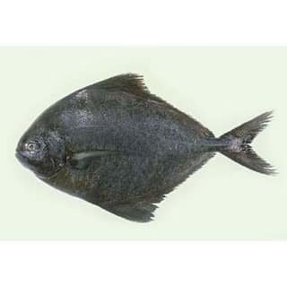Halwa Fish 500 Gms