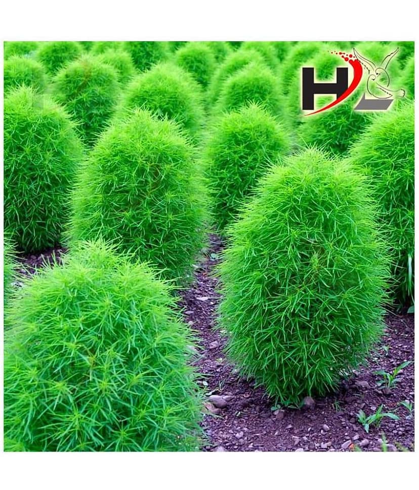 HL Kochia Green Grass Ball Flower Hybrid Seeds For Home Gardening Planting view 2