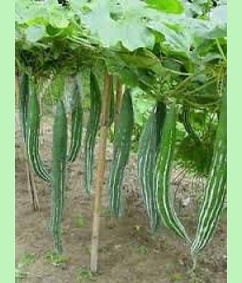 Go Green Snake Gourd/Chachinda Desi-2 pkts Each 30 Seeds