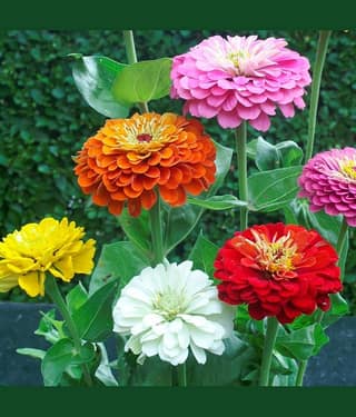 CLASSIC GREEN EARTH Zinnia Flowers 50+ seeds