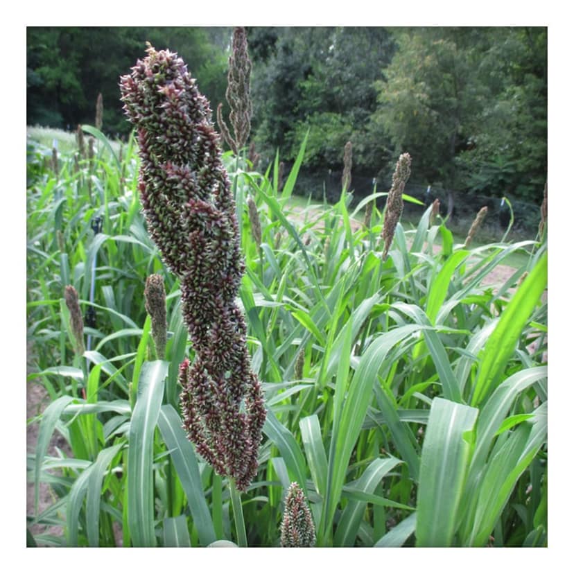 Barnyard Millet Noodles 200gm view 5