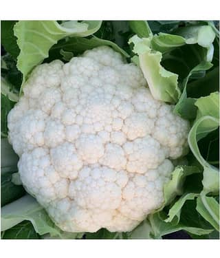 Vegetable Seeds Cauliflower-40 Seeds Per Pack