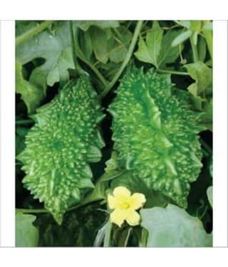 Nature Trade Bitter Gourd Seed, F1 Hybride (20 seeds)