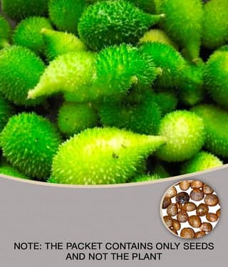homeagro - Kantola Vegetable ( 20 Seeds )