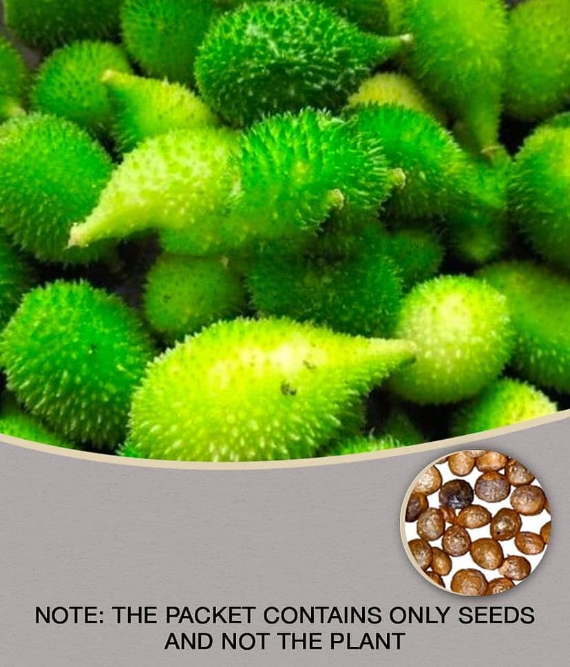 homeagro - Kantola Vegetable ( 20 Seeds )