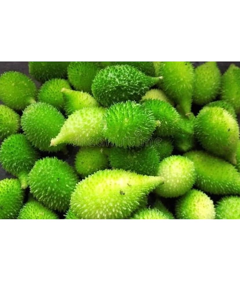 homeagro - Kantola Vegetable ( 20 Seeds ) view 2