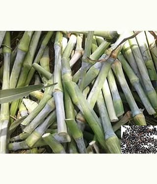 homeagro - Naiper Grass ( 500 Seeds )