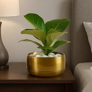 Home,13.9x7.62cm, Pulse Nest - Gold