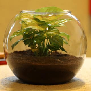 Golden Syngonium Plant In Glass Vases