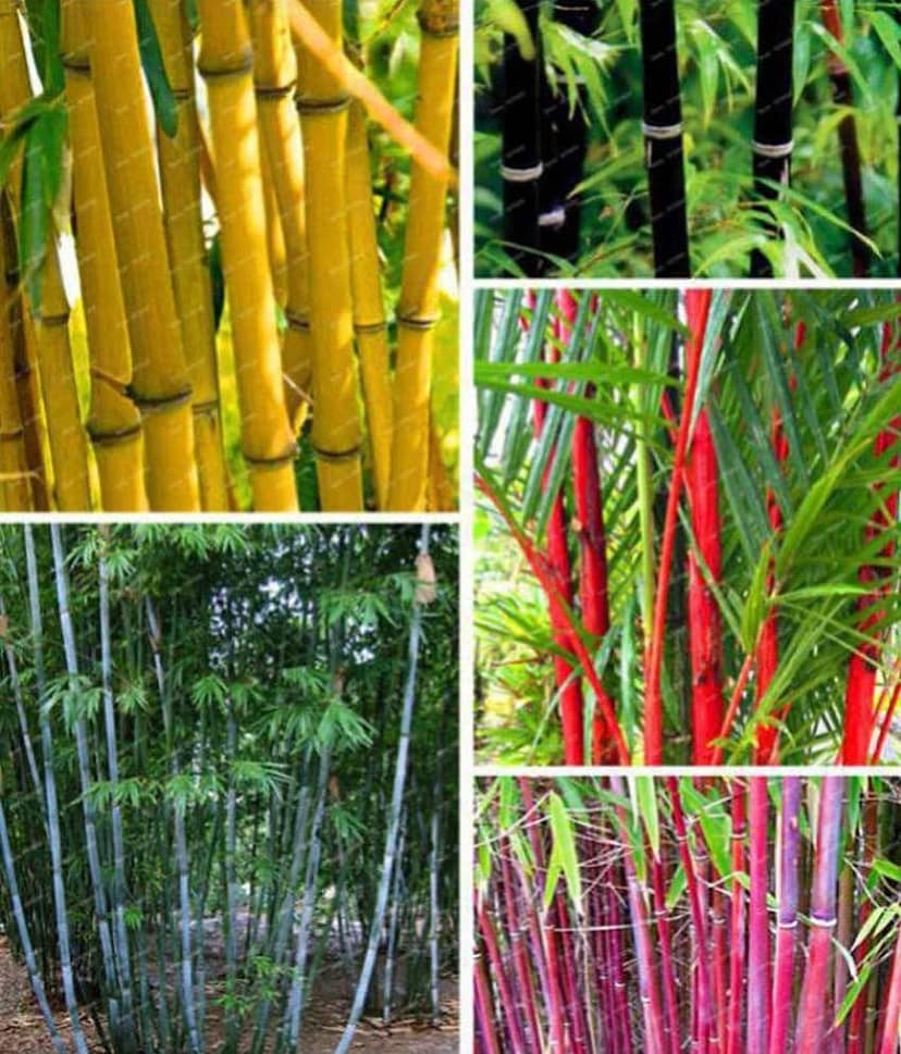 OhhSome Colorful Garden Lucky Bamboo Bonsai Plant Seeds - 10 Seeds + Instruction Manual
