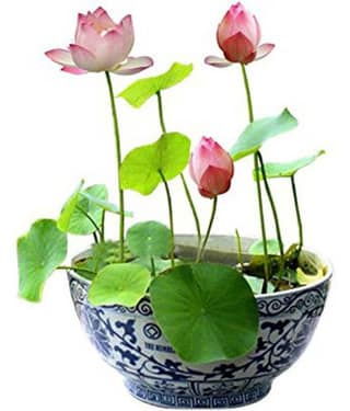 Lotus Seeds : Mix Color Aquatic Lotus Water Plant Seeds (15+ Seeds)