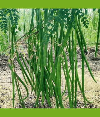 Jignisha Seeds Hybrid Moringa (Drumstick) Vegetable ( 20 Seeds )