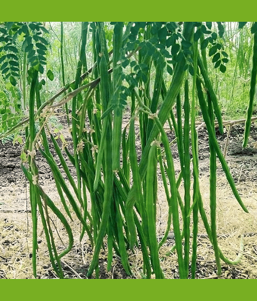 Jignisha Seeds Hybrid Moringa (Drumstick) Vegetable ( 20 Seeds )