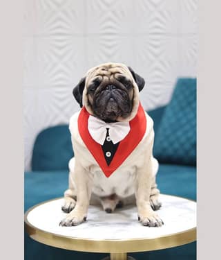 Baeship Studio Red Cotton Dog Extra-Large Bandana
