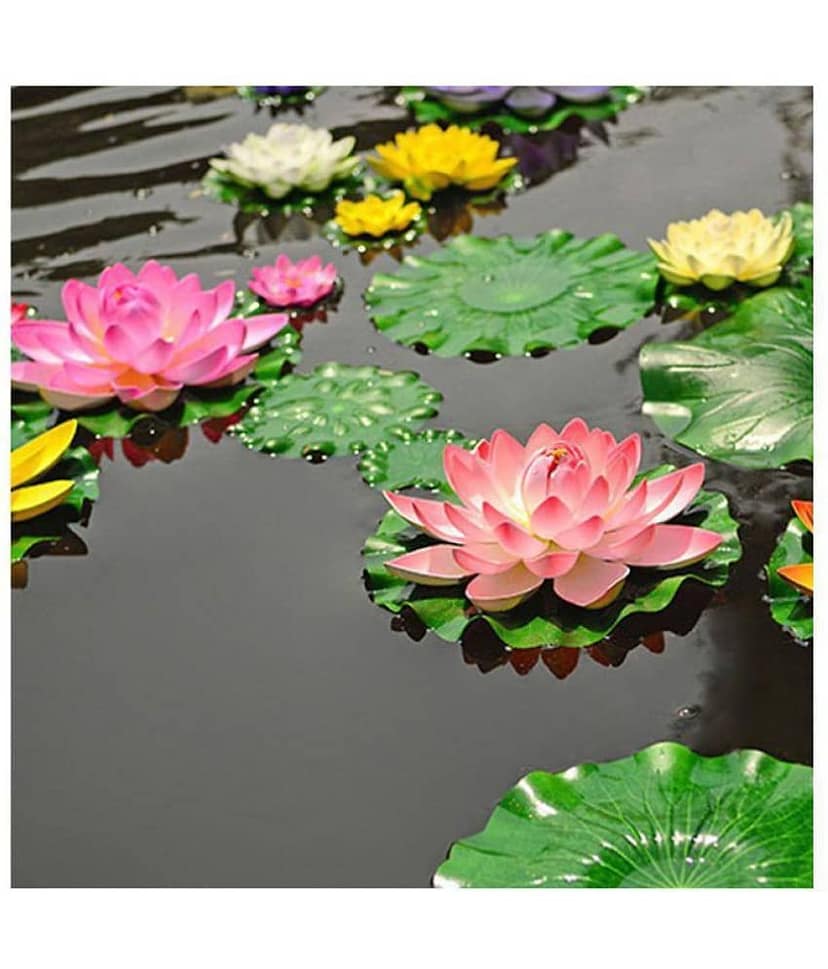 foremost lotus flowers seeds