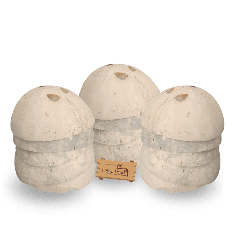 Coco Land White Holed Coconut Shell Finished Raw Craft | Decorative Pots,Craft Making | Handicraft,Agricraft
