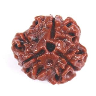 3 Mukhi (Three Faced) Nepali Rudraksha, Original & Certified Nepali Rudraksha for Astrological Benefits