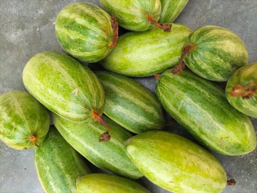 Pointed Gourd/Parwal view 2