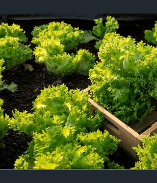Jignisha Seeds Organic Green Lettuce Vegetable ( 100 Seeds )