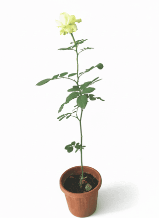 Rose,flower plant (live plant)