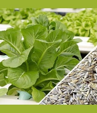 Vegetable Seeds Lettuce Green ​Seeds - Lettuce Green ​Seeds Leaf Vegetable Plant Seeds Home Garden Seeds