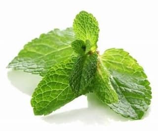 Mint - Pudina - Pudina Patta - 1 Bunch