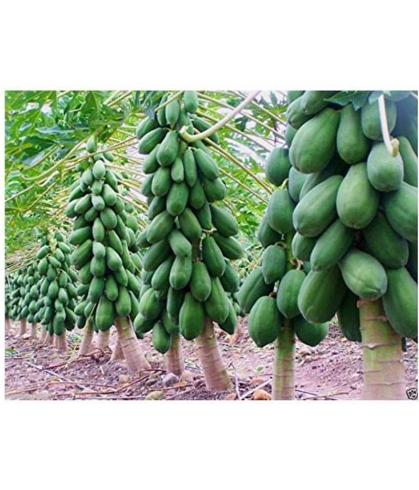 Papaya Dwarf Quality Seed Fruit Seeds For Terrace Garden Bonsai Suitable Fruit