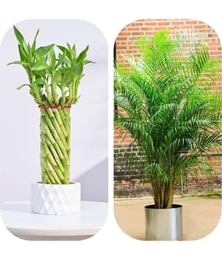 DECORPLIX Areca palm Flower 2 Varieties ( 120 Seeds )