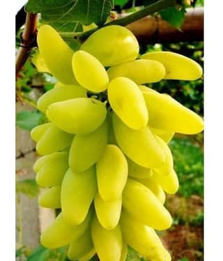 Creative Farmer Fruit Seeds Golden Green Sweet Grape Professional Organic Seed Fruit Plant Seeds For House Kitchen Garden Fruit Seeds Pack