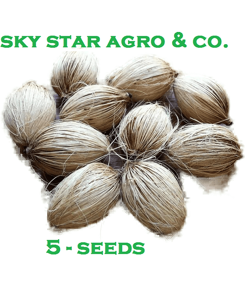 Areca Palm Air Purification Indoor Tree Seeds - PACK Of 5 view 2
