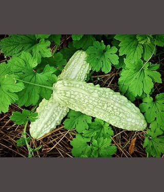 homeagro - Bitter Gourd Vegetable ( 20 Seeds )