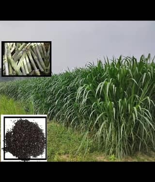 super napier grass pack of 500 seeds WITH USE MANUAL FOR OUTDOOR GARDENING USE ( USED IN ANIMAL FOOD)