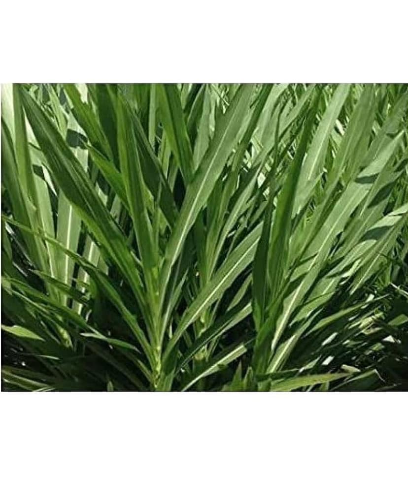 super napier grass pack of 500 seeds WITH USE MANUAL FOR OUTDOOR GARDENING USE ( USED IN ANIMAL FOOD) view 2