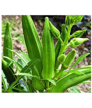 Joycity Okra/ Lady Finger Organic Vegetable Seeds (100 Seeds)