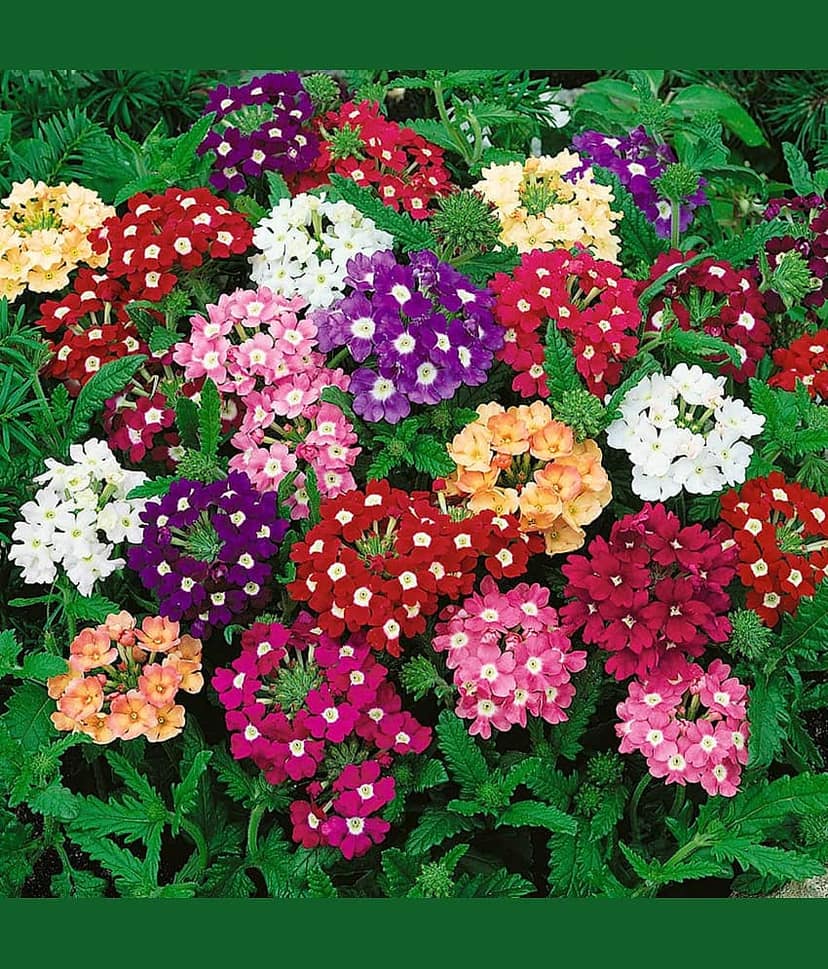 Leafy Tales Verbena- Flower Seeds for Balcony Gardening, 50 seeds view 2