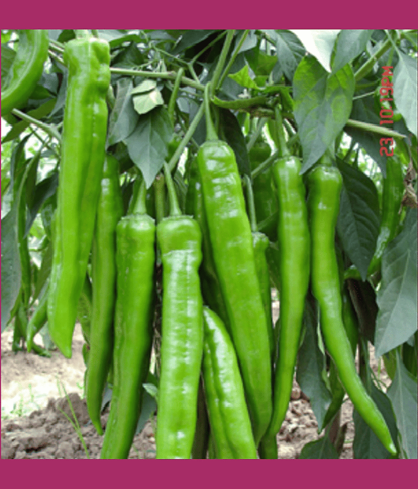 Jignisha Seeds Hybrid Green Chilli Vegetable ( 50 Seeds )
