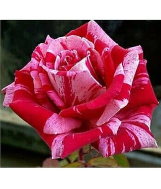 Azalea Gardens Rose Flower Seeds "Pink Candy Stripe Rose" 20 Seeds Pack