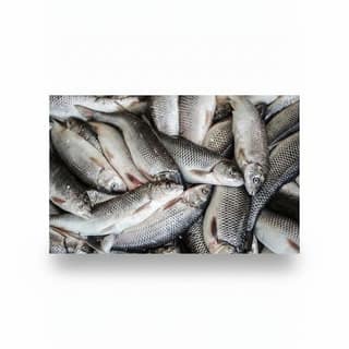 Freshwater Fish - 1 kg - One kilogram of fresh fish