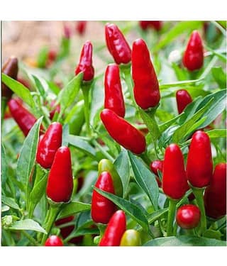 Recron Seeds Hot Pepper Red Chilli Sampurna - Vegetable Pack Of 50 Seeds