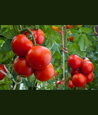 homeagro - Tomato Vegetable ( 100 Seeds )