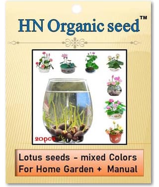 homeagro - Flower Seeds ( Lotus seeds -mixed colours 20 seeds )
