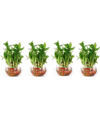 Green plant indoor - Green Wild Artificial Flowers With Pot ( Pack of 4 )