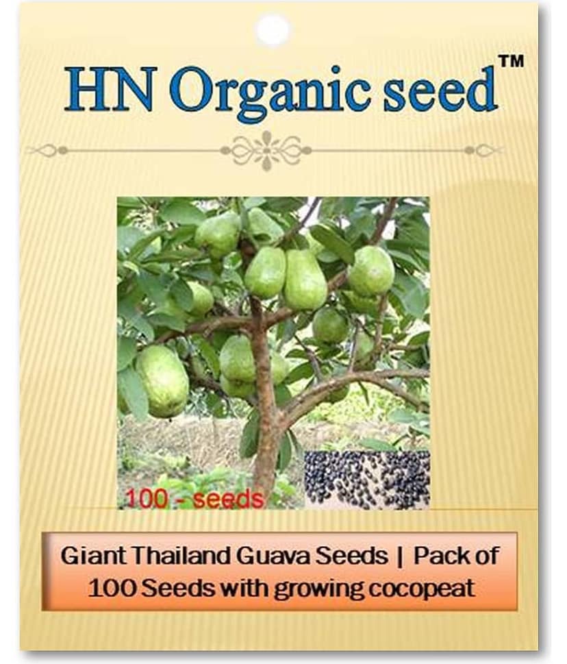 homeagro - Fruit Seeds ( Thailand Red Guava Seeds - 100 + soil free )