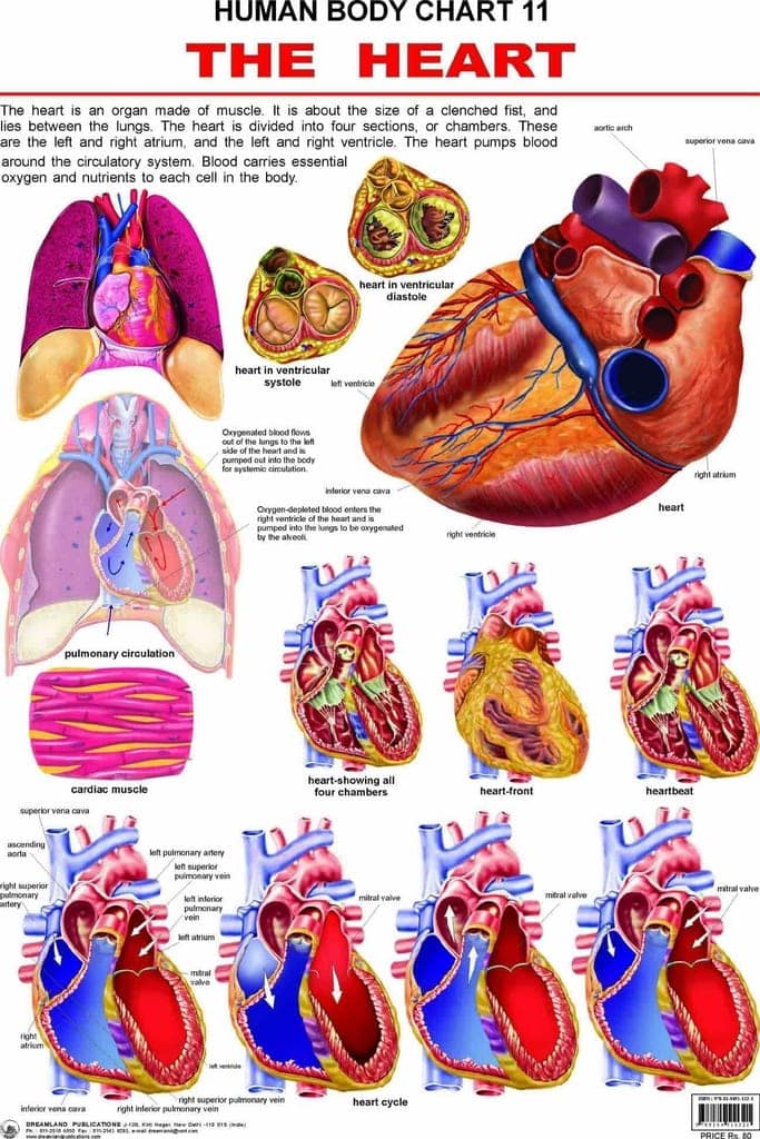 The Heart Wall Chart (Human Body Chart) - Both Side Hard Laminated (Size 48 x 73 cm) [Poster] Dreamland Publications