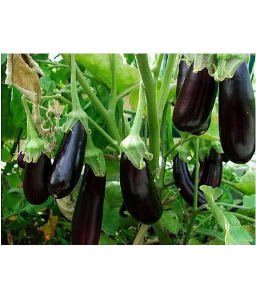 Trothic Gardens Brinjal Black Beauty Hybrid, 50 Seeds