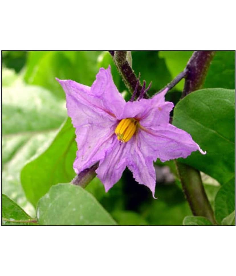 Trothic Gardens Brinjal Black Beauty Hybrid, 50 Seeds view 2