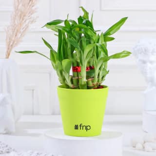 2 Layer Bamboo In Red Pot