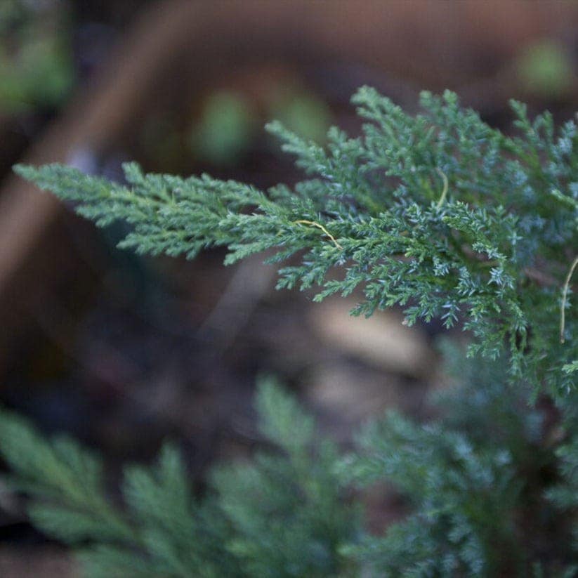 Juniper Leaf Hydrosol view 5